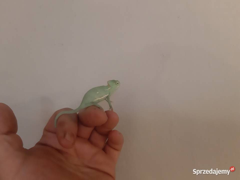 Kameleony jemeńskie śląskie Chorzów