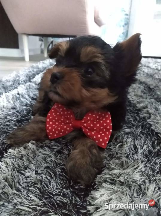 York Yorkshire terrier śliczne szczeniaki Kielce