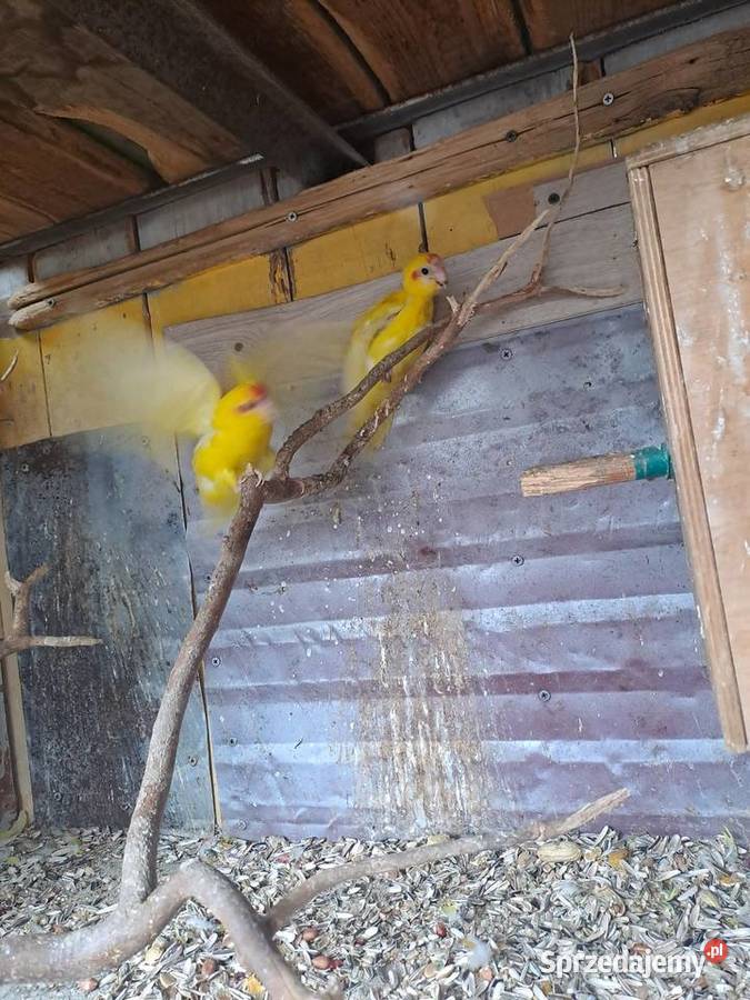 sprzedam papugi kozy Wawrzeńczyce sprzedam