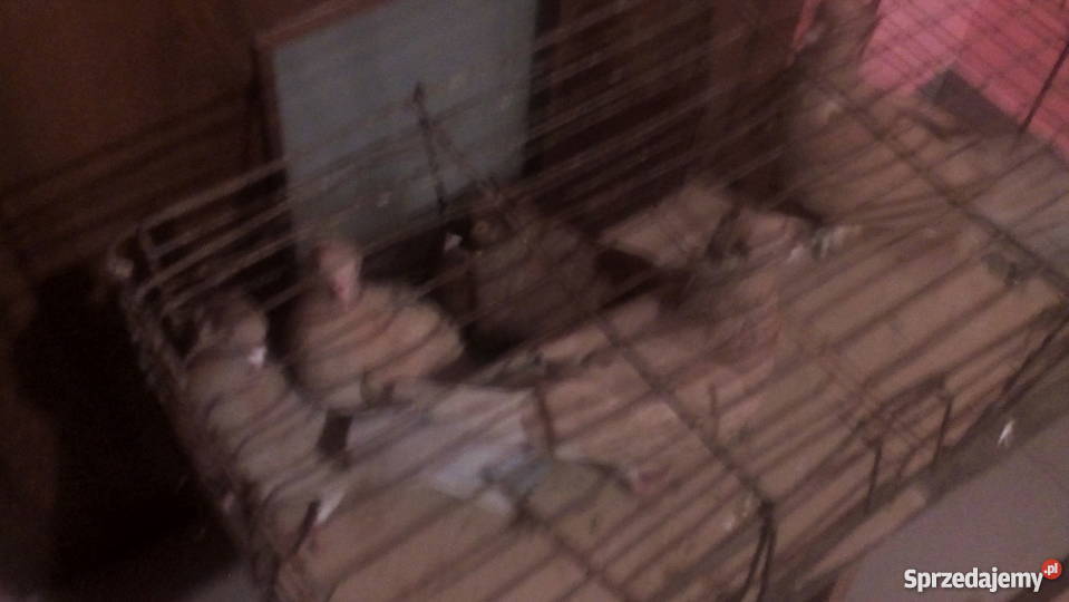 Gołembie ozdobne lubelskie Tokarówka