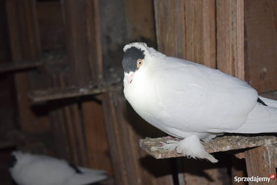gołębie fajfry pawiki krymki Agatówka