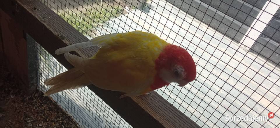 Papugi rozella pary Wola