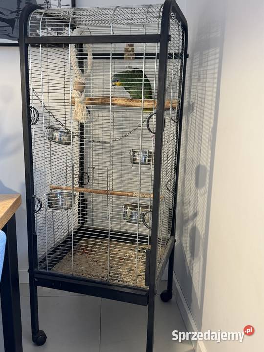 Papuga amazonka kurika niebieskoczelna Ptaki