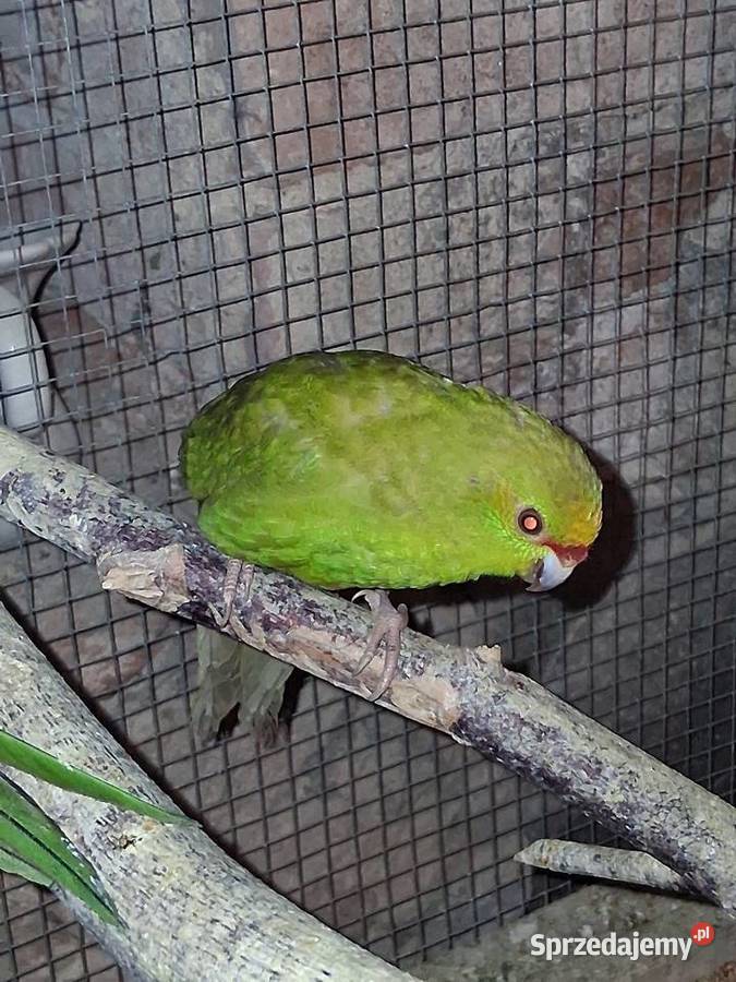 Modrolotki zoltoczepkowe Szubin