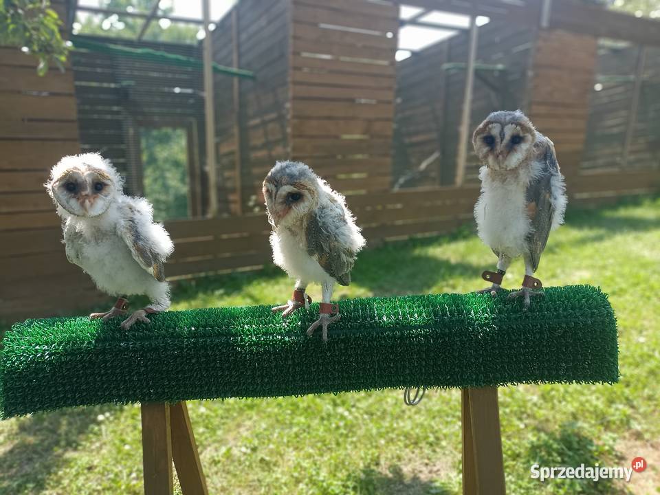 Sowa płomykówka Tyto alba młode ręcznie karmione Ptaki Jasło sprzedam