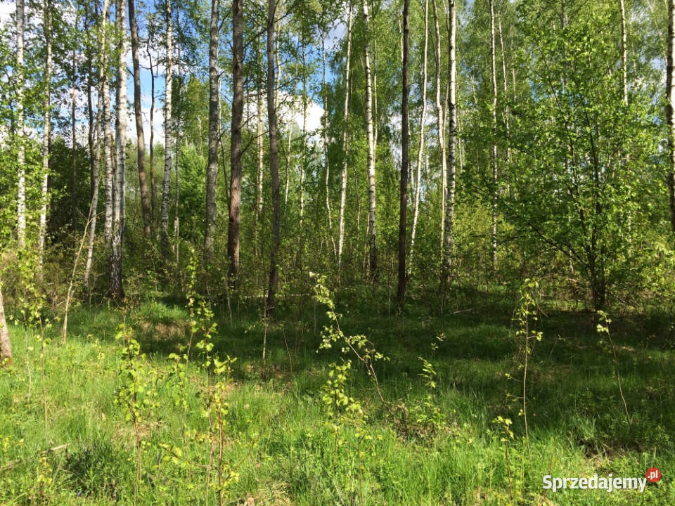 Puszcza Białowieska podlaskie Teremiski