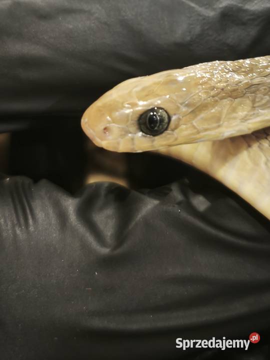 dasypeltis gansi około roku jajojad jajożer Gady i płazy Wałbrzych sprzedam