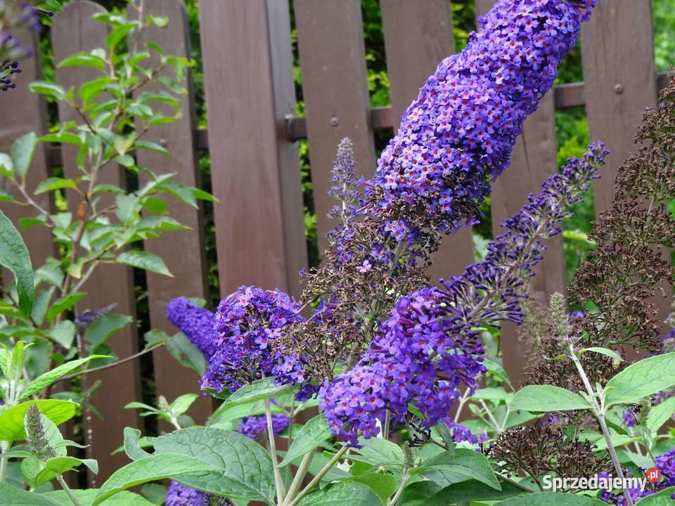 Krzew ogrodowy Budleja Davida motyli krzew Nowy Sącz sprzedam