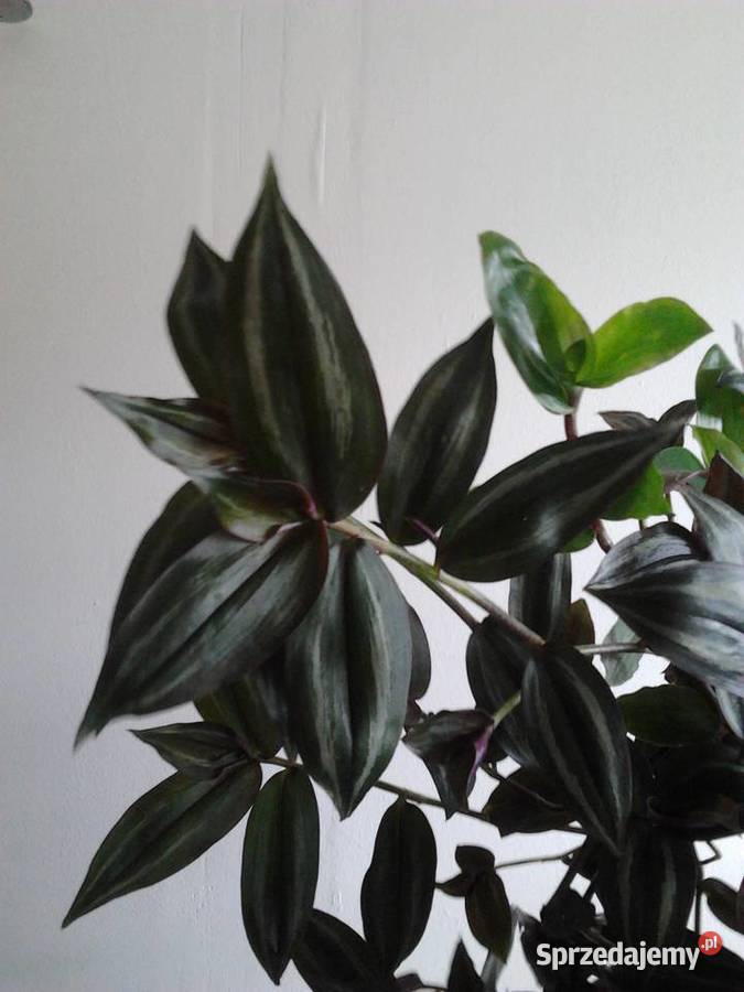 Tradescantia multicolor trzykrotka ciekawa Kraków sprzedam