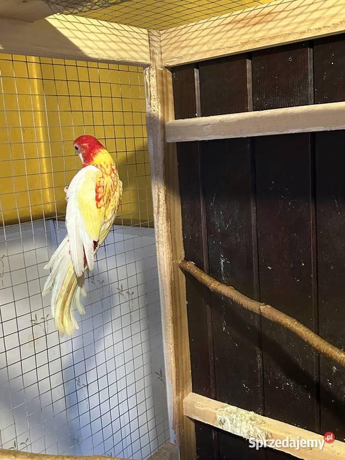 Papuga Rozella Białolica Podolsze