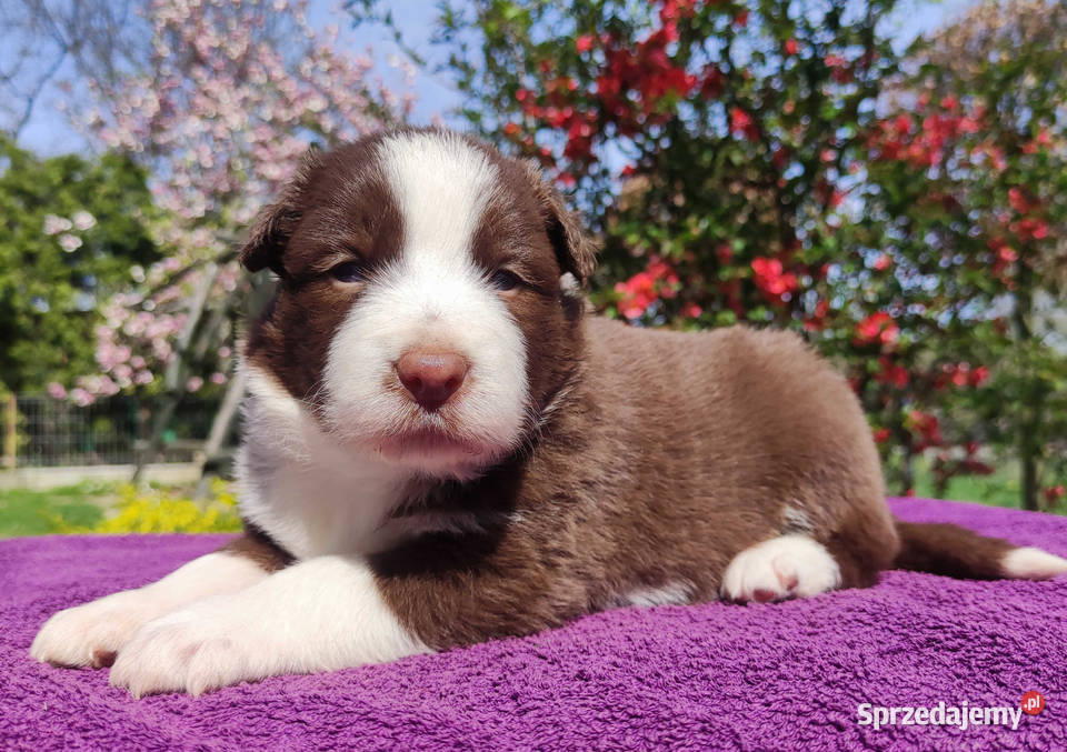 Rasowy pies Border Collie - piękne szczenię po mądrych rodzi