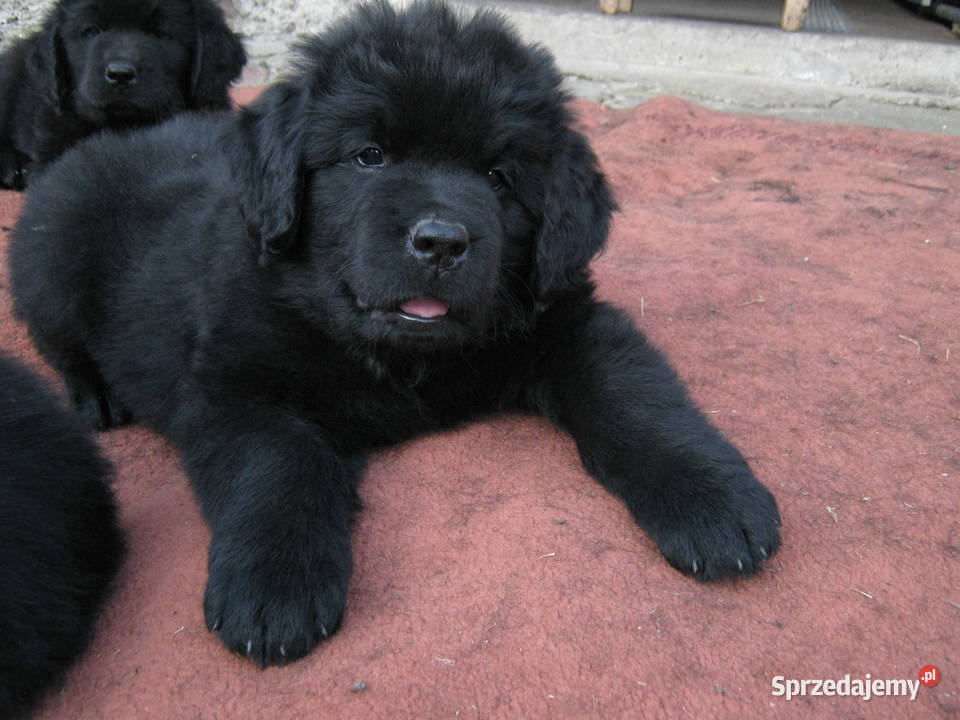 Nowofundland szczeniaki Góra