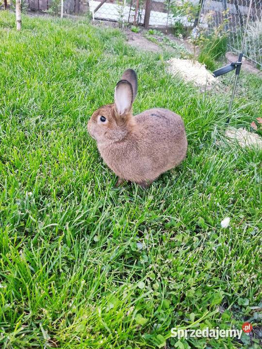Króliki szary wiedeński Jarosław sprzedam