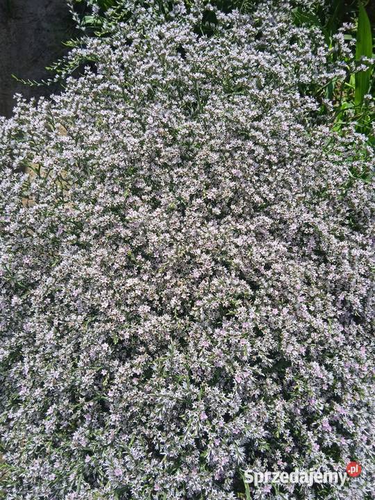 Zatrwian tatarski kwiat