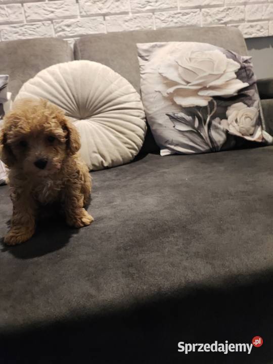 Pudelki malutkie toy 20 marca odbior Bolesławiec