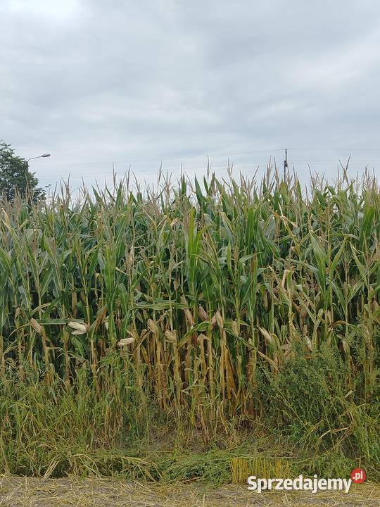 Kukurydza na kiszonkę Podgaj sprzedam
