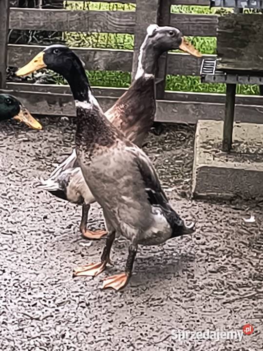 Biegusy indyjskie rasowe małopolskie Rożnów