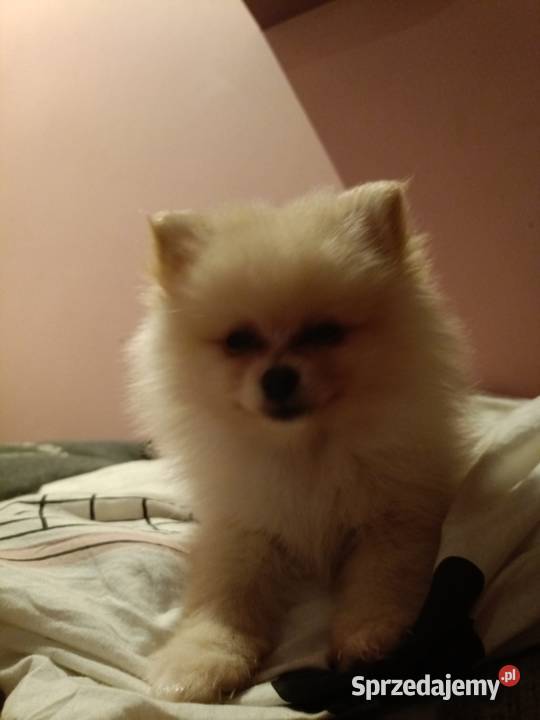 Szpic miniaturowy Szczecin