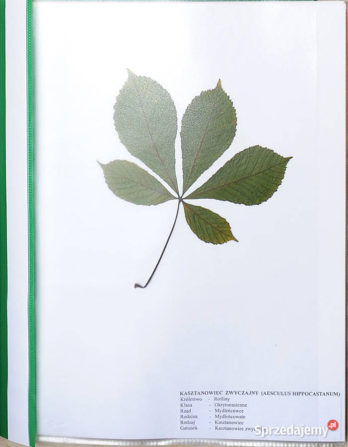 Zielnik 30 liści Drzewa i Krzewy PROFESJONALNIE Lublin