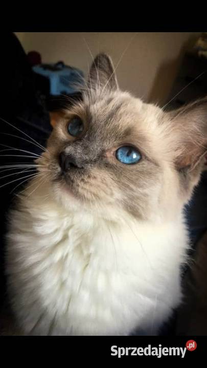 Koty ragdoll Dębica