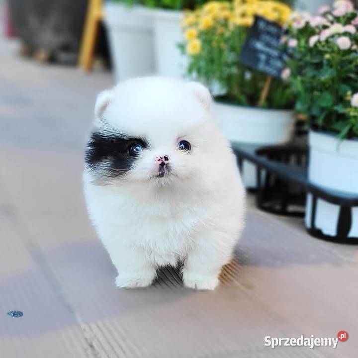 Super Szpic Pomeranian Szczenieta Warszawa