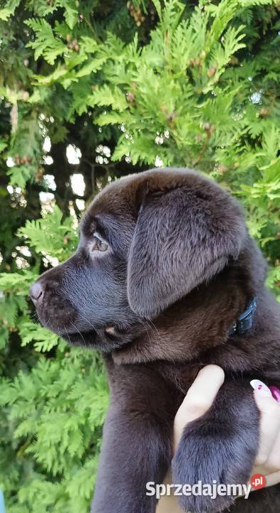 Labrador Retriever Czekoladowa Suczka ZkwpFCI Dąbrowa Tarnowska