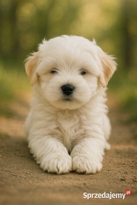 Coton de Tulear szczenięta z rodowodem Pozostałe Inowrocław