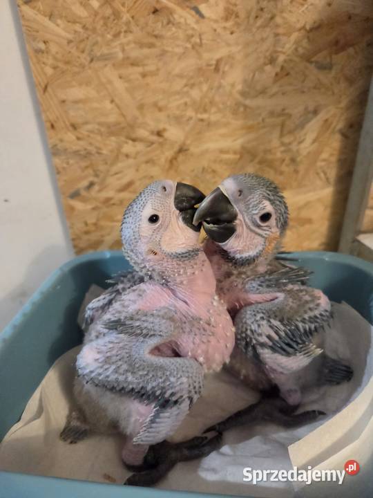 Ary do dalszego karmienia Wieliczka sprzedam