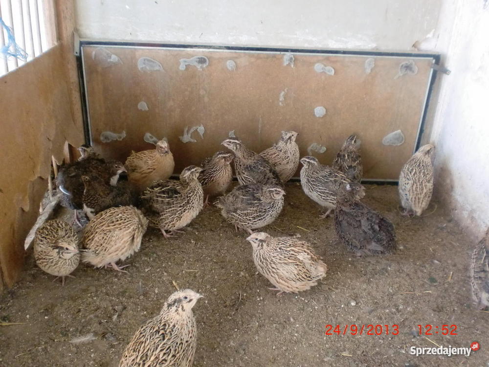 Przepiórki brojlerowekogutki i kurki Pozostałe Śrem