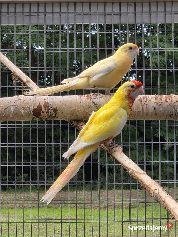 dostępne młode Rozelle w mutacji pastelowej Proszowice