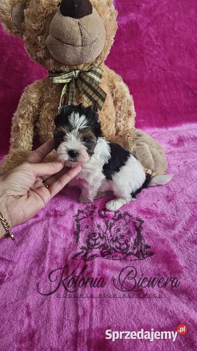 Yorkshire Terrier Biewer sunia PASZPORT łódzkie Sędziejowice