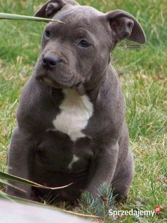 American Staffordshire Terrier Blue Amstaff Amstaff Paczków