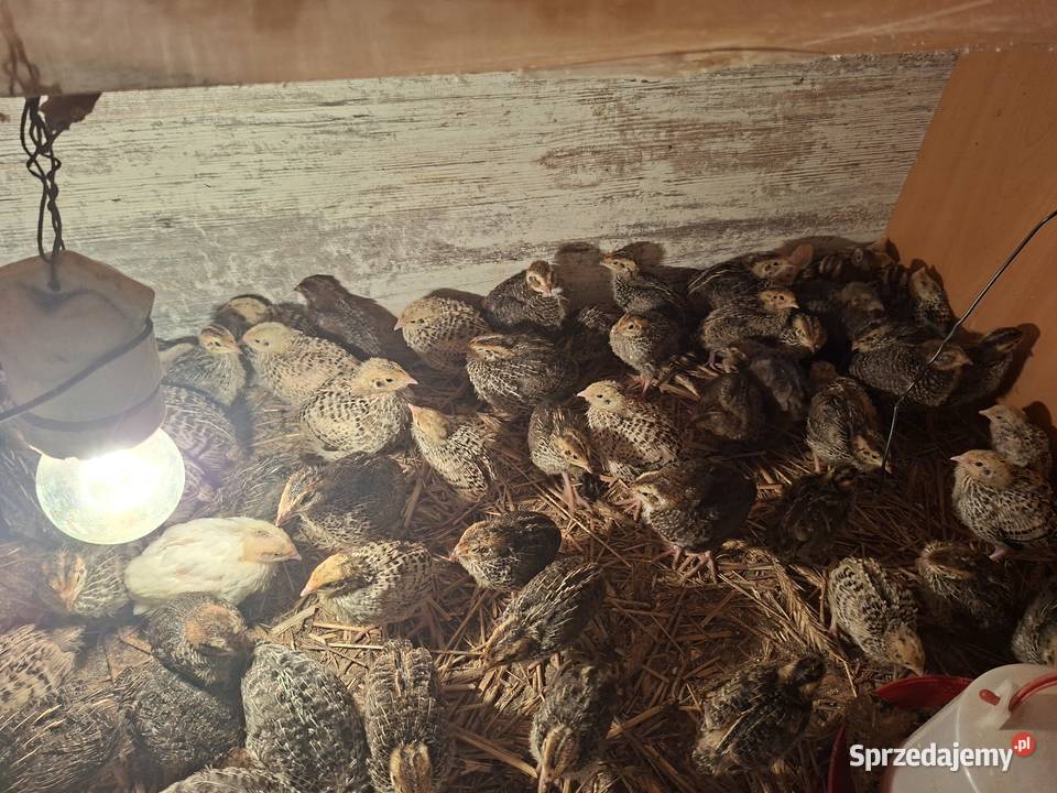 Sprzedam przepiórki japońskie trzytygodniowe pomorskie Skarszewy sprzedam