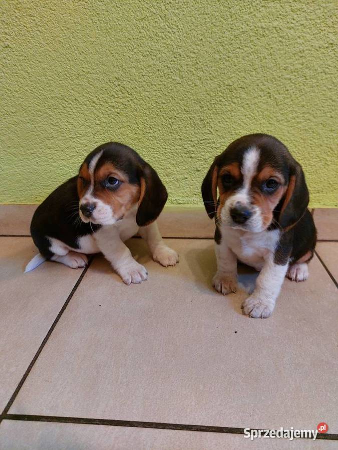 Beagle szczenięta beagle pieski suczki Głogówek