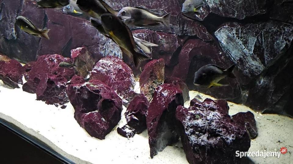 Akwarium z rybami WF Tropheus sp Crescentic Lesko