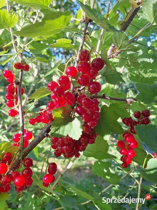 Sprzedam czerwoną porzeczkę 5 Przyszowa