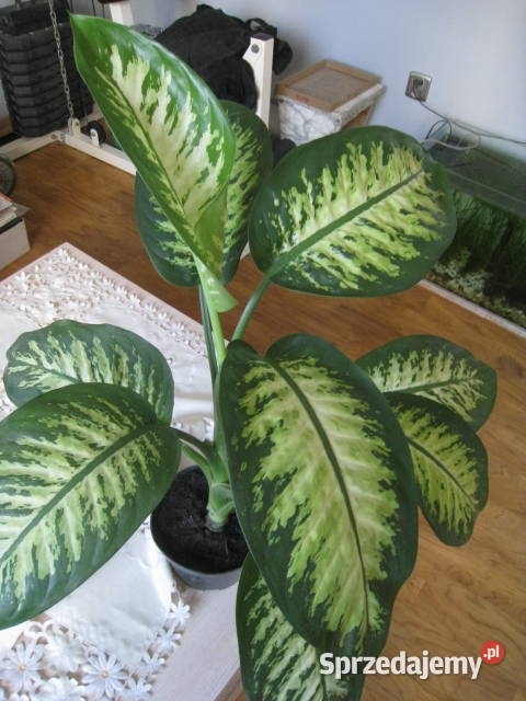 Difenbachia kwiat doniczkowy Częstochowa sprzedam