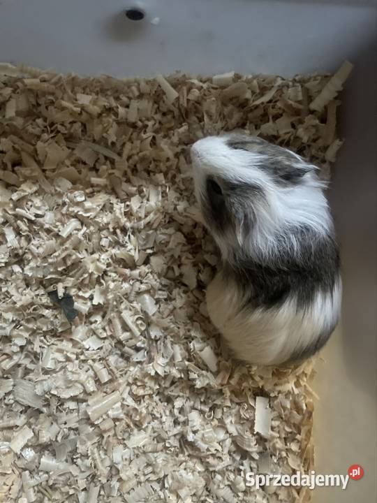 Świnki morskie sprzedam Dobra Nadzieja