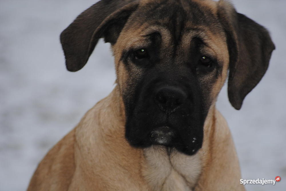 Cane Corso rodowodowe szczenięta FCI Psy Godziesze Małe