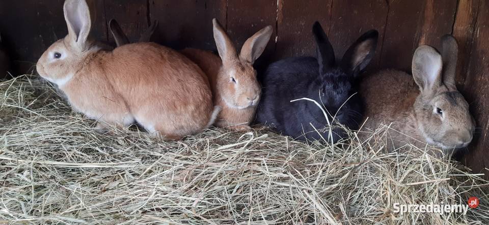 Króliki mieszańce Króliki świętokrzyskie Staszów