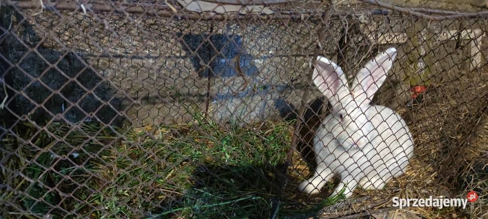 Króliki mieszance Zwierzęta Grabowiec
