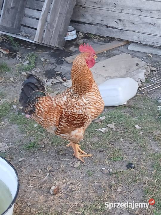 Sprzedam koguta Drób i ptactwo Sawin
