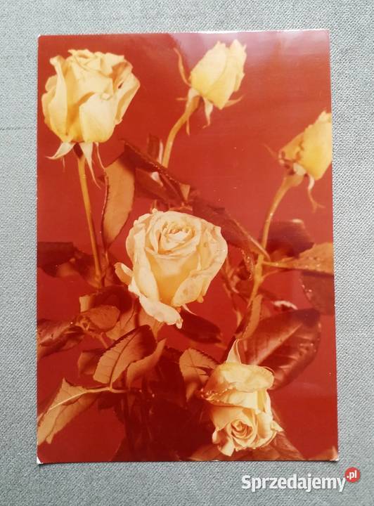 BUKIET PIĘCIU RÓŻ FOT CHMIELEWSKI Piszczac