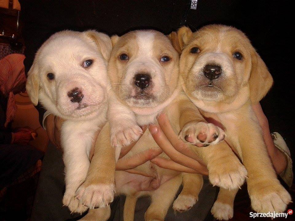 sprzedam Beagle Tarnów