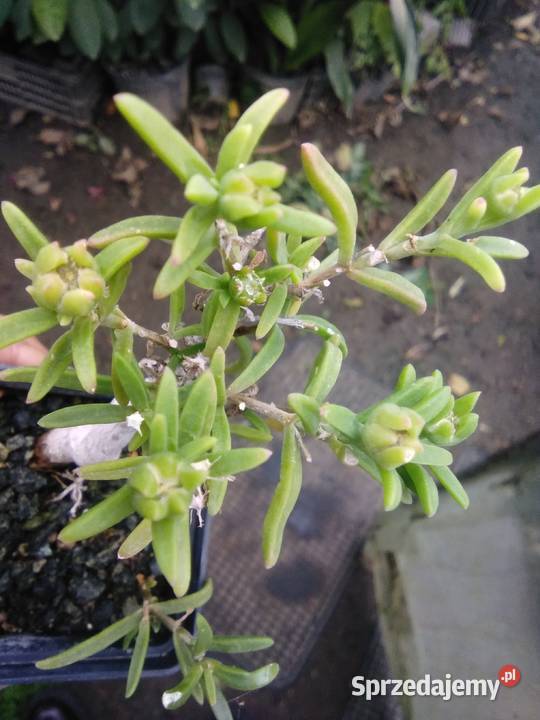 Ice Plant Delosperma Bosseranum nasiona Gostyń