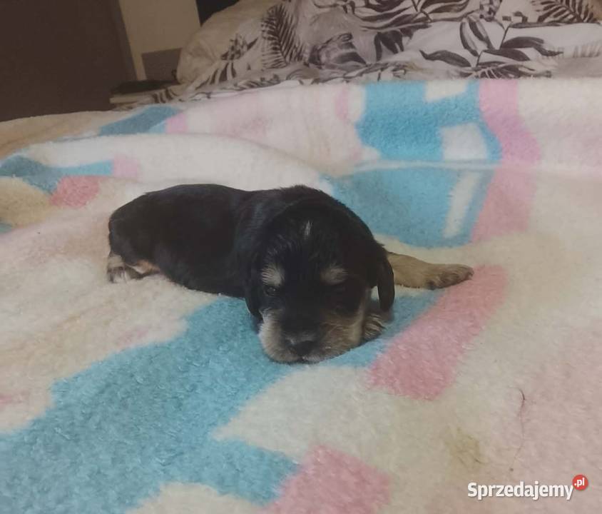 Cocker Spaniel Angielski Suczka Jutrosin