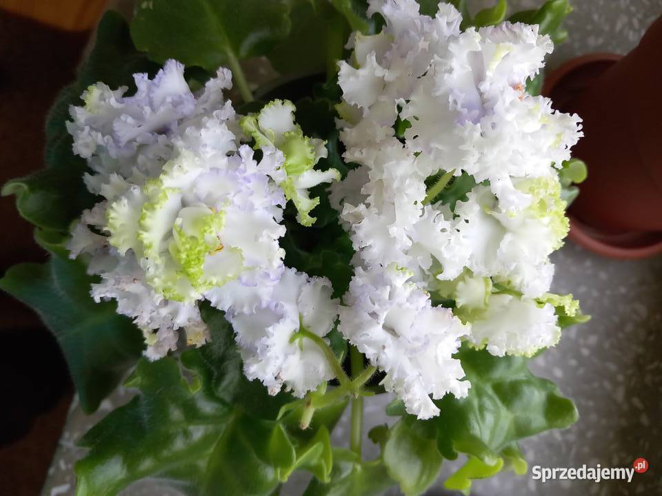 Fiołki kolekcjonerskie różne roślina wieloletnia Sosnowiec