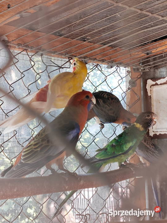 Sprzedam papugi rozella królewska białolica Ptaki Sochaczew