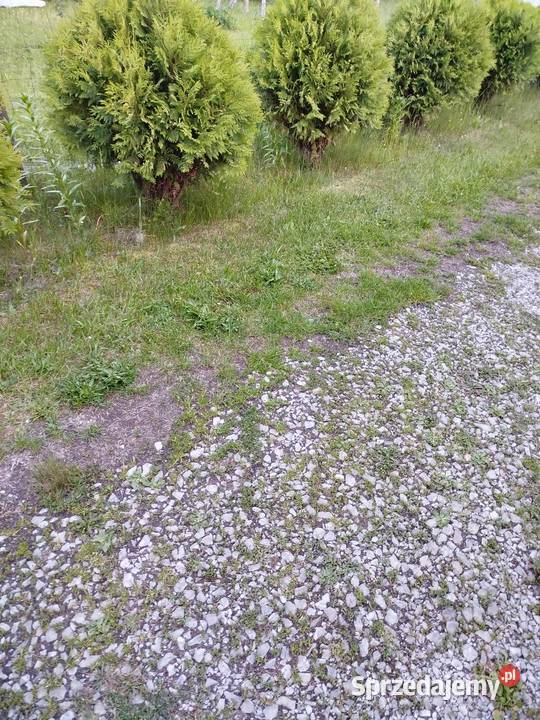 Tuje żywotnik danica bąbki lubelskie