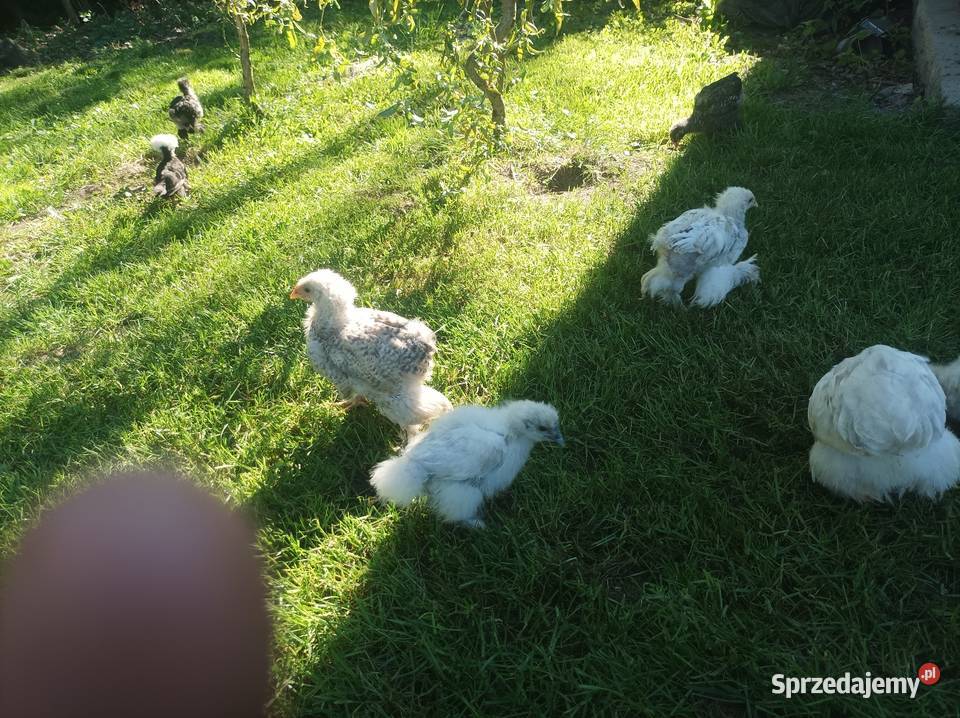 Kury ozdobne silka Brahma karzełek Pozostałe Szafranów